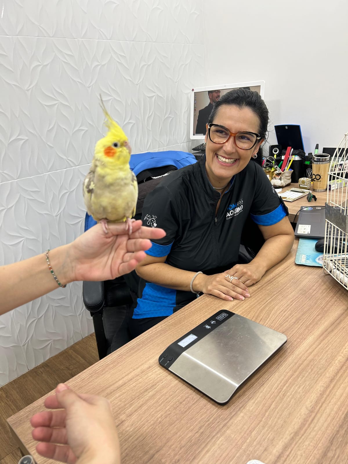 Atendimento veterinário de ave (calopsita) na nossa clínica em Cuiabá