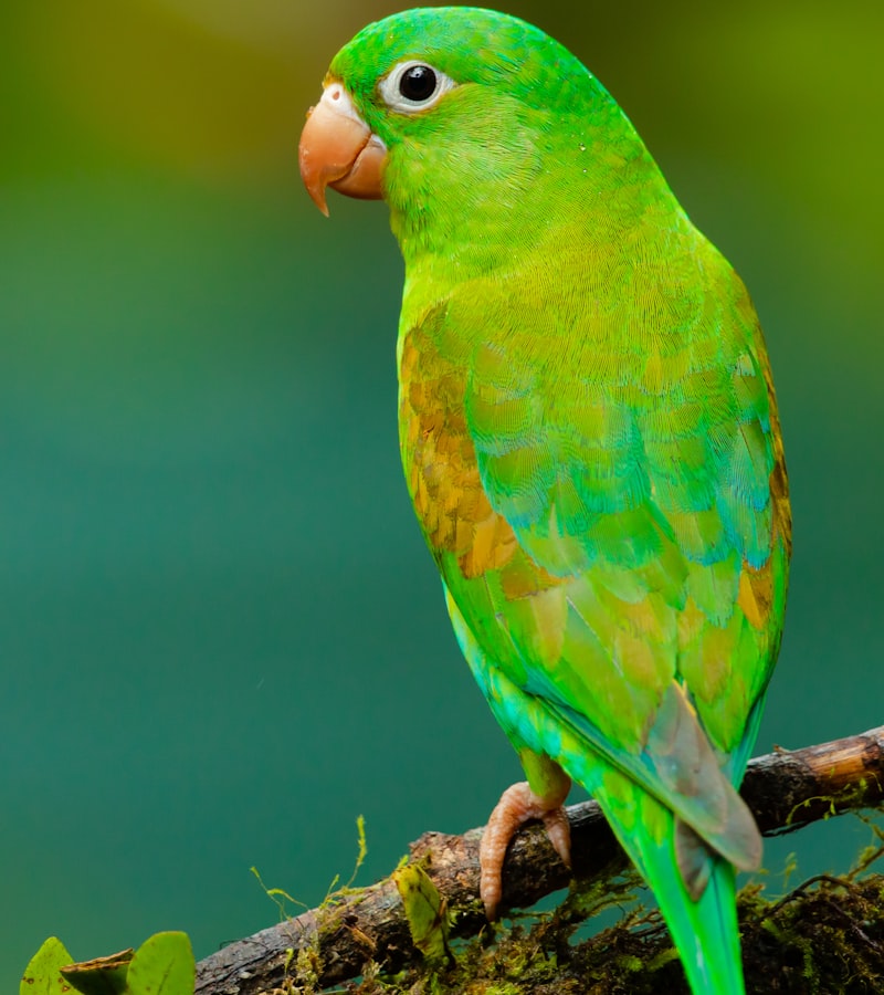 Atendimento veterinário de Aves ornamentais em Cuiabá