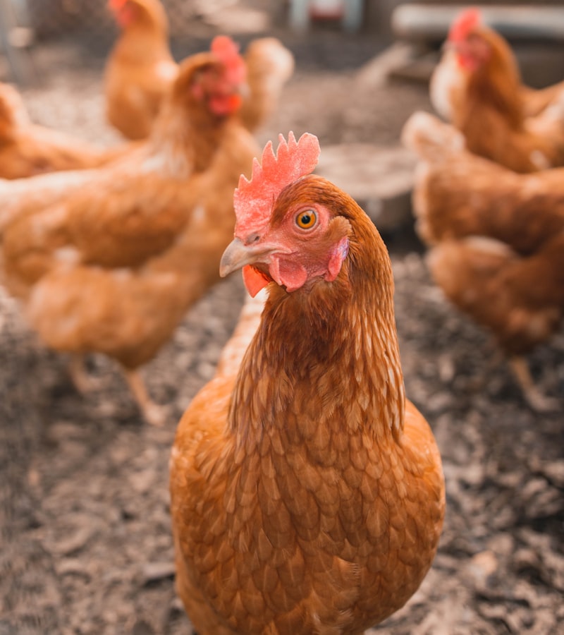 Atendimento veterinário de Aves de produção e exposição em Cuiabá
